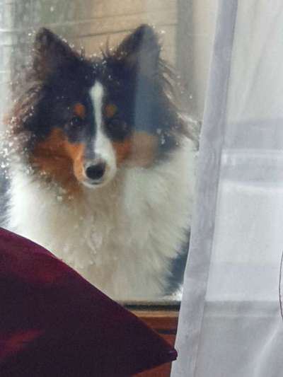 Dogorama Photo Challenge - Durchblick-Beitrag-Bild