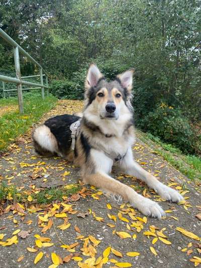 Hundetreffen-Social Walk-Bild