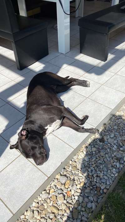 Hundetreffen-Hunde treffen-Bild