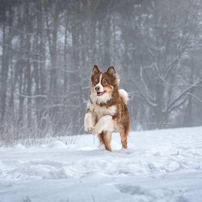 Hundetreffen-Hundebetreuung gesucht-Bild