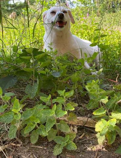 5. Hund im hohen Gras-Beitrag-Bild