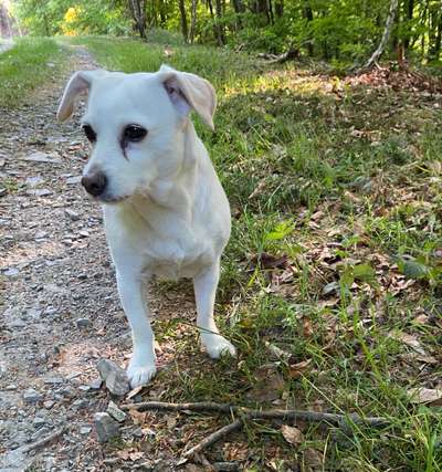 Unsere Fellnasen im Regenbogenland-Beitrag-Bild