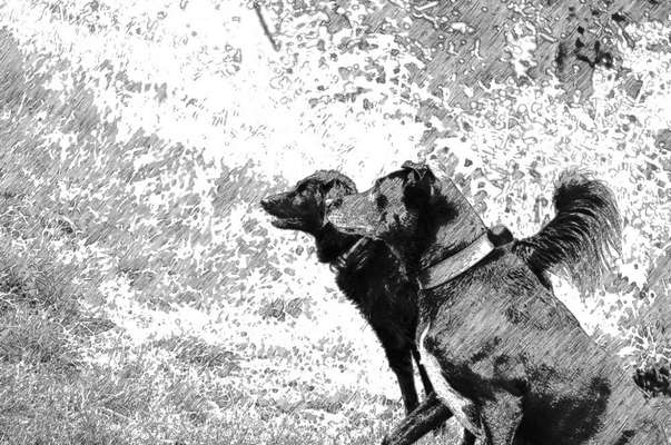 Fotochallenge 124 - Dein Comic-Hund-Beitrag-Bild