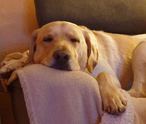 Labradorfans-Beitrag-Bild