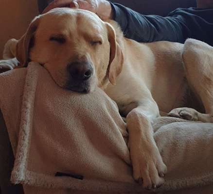 Labradorfans-Beitrag-Bild