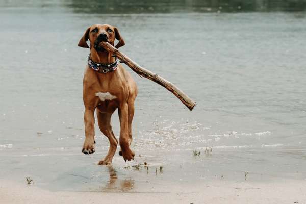 Dogorama-Monats-Challenge-Mai "Wasser"-Beitrag-Bild