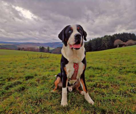 Große Schweizer Sennenhunde-Beitrag-Bild