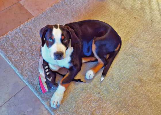 Dogorama Foto Challenge - Erwischt-Beitrag-Bild