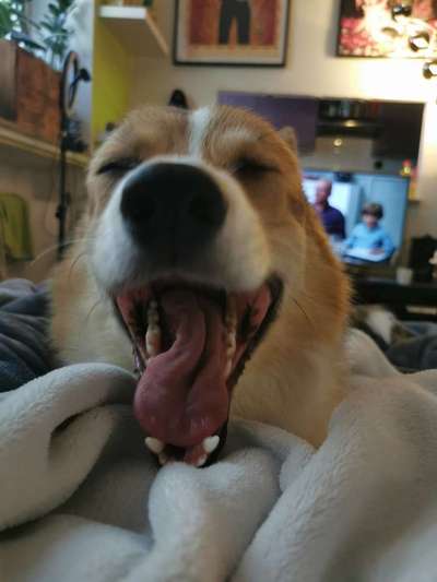 Zeige das lustigste Bild eures Hundis-Beitrag-Bild