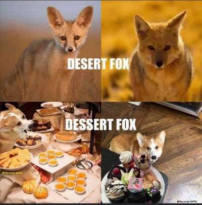 Hunde Memes-Beitrag-Bild