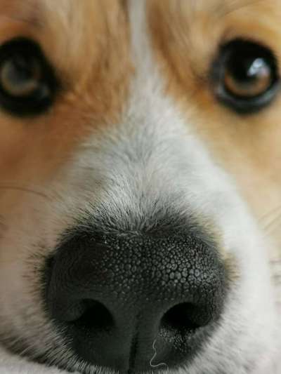 Zeigt her eure Hundenasen-Beitrag-Bild