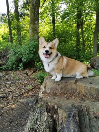 Lustige Merkmale am Hund - Fellzeichnungen :)-Beitrag-Bild