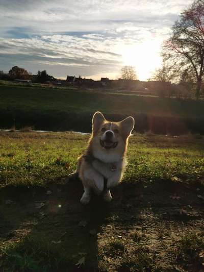 Welche Hunderasse-Beitrag-Bild