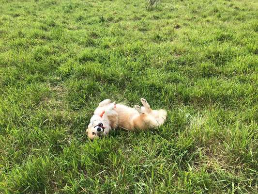 Die Dogorama Monats Challenge "Es grünt und blüht"-Beitrag-Bild