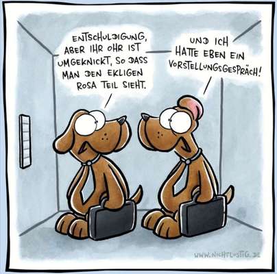 Hunde Memes-Beitrag-Bild