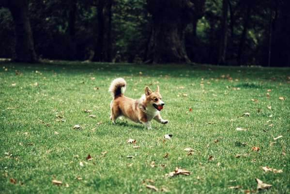 Challenge Nr. 16         Dynamik - Dein Hund in Bewegung-Beitrag-Bild