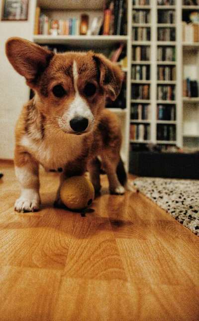 Welpen Bilder !-Beitrag-Bild