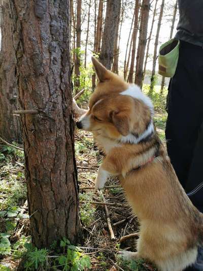 Fotochallenge No. 26                                     Wald und Wiese-Beitrag-Bild