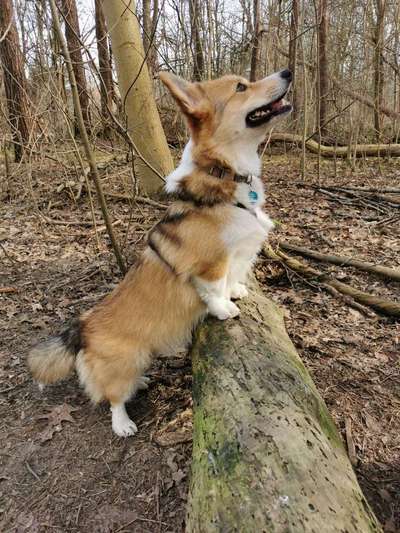 Seltene Rassen!-Beitrag-Bild