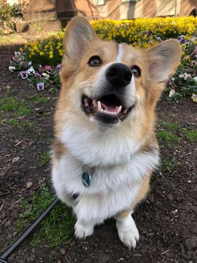 Rassen und ihre Eigenschaften-Beitrag-Bild