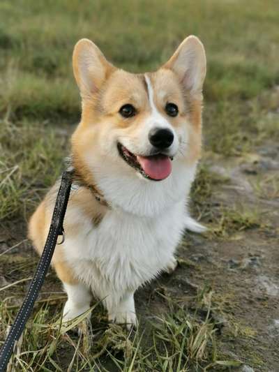 Lachen😀 eure Hunde auch so gerne😂-Beitrag-Bild