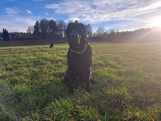 Hundetreffen-Spielrunde  in Schnaittach und Umgebung-Bild