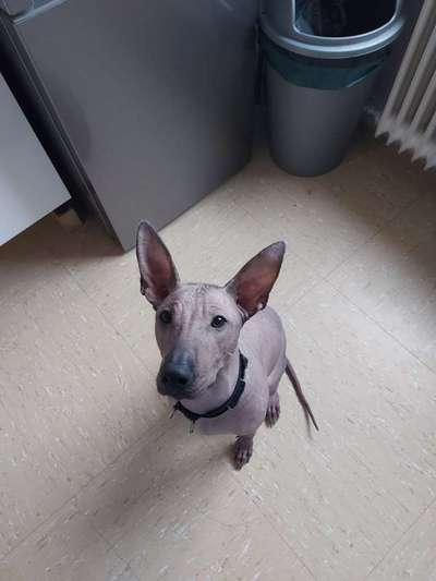 Hundetreffen-Welpen treffen zum spielen-Bild