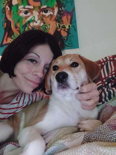 Beagle ohne Leine?-Beitrag-Bild