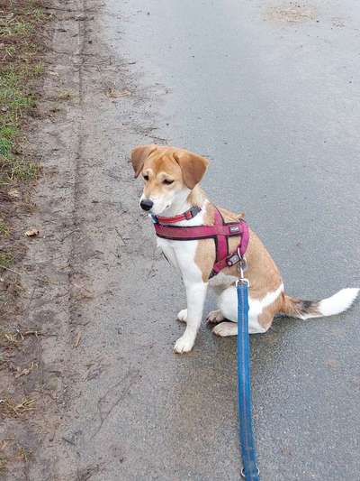 Beagle mischlinge!!-Beitrag-Bild