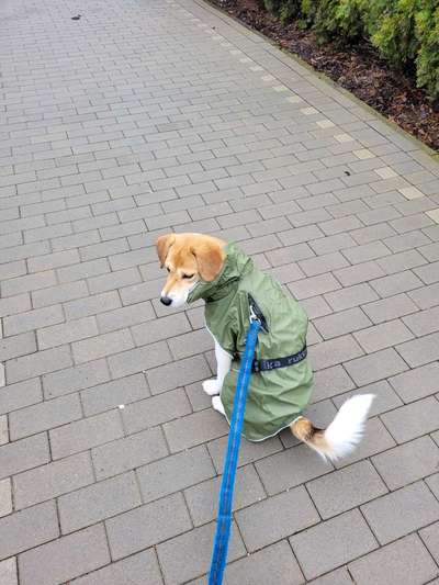 Dogorama Photo Challenge- genervter Blick-Beitrag-Bild