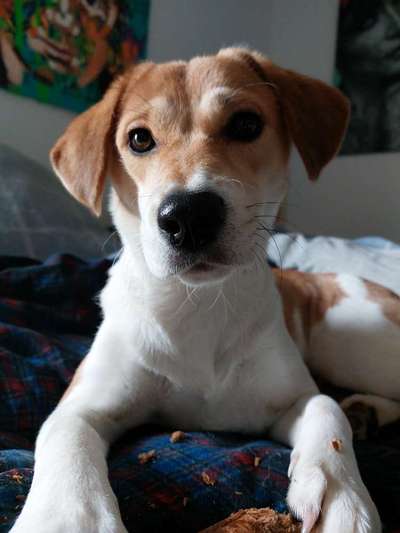 Mischlinge raten - Rätselspaß-Beitrag-Bild