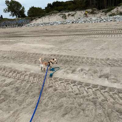 Hundetreffen-Spaziergänge in Dietzenbach und Umgebung, kann auch im Raum Ffm. sein, sind mobil-Bild