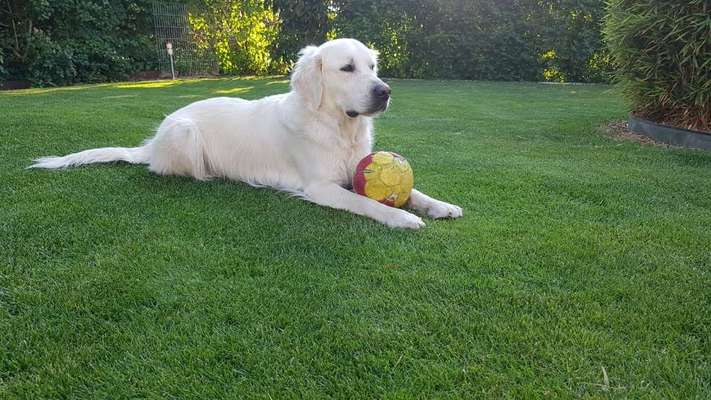 zeigt mal eure schönsten Fotos von euren Lieblingen.-Beitrag-Bild