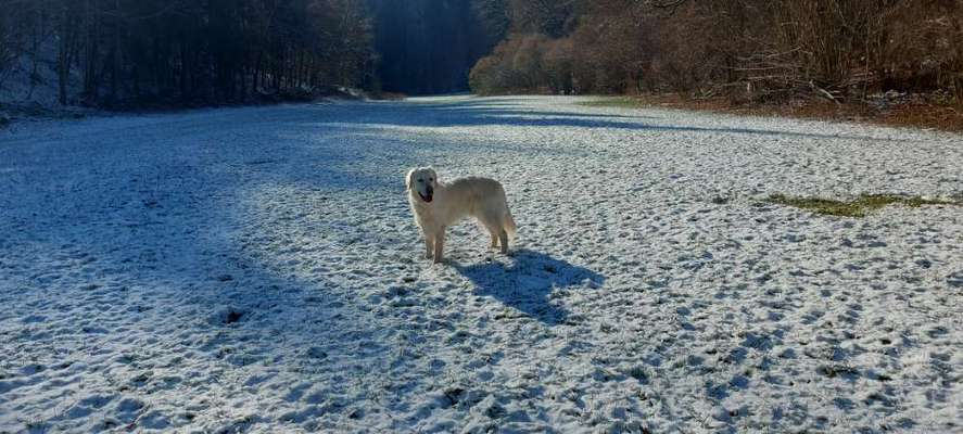 Wo sind die Golden Retriever Liebhaber?-Beitrag-Bild