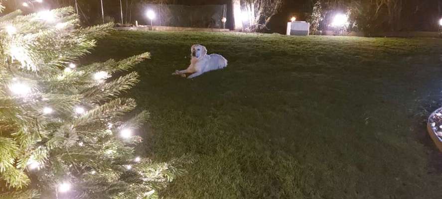 Wo sind die Golden Retriever Liebhaber?-Beitrag-Bild