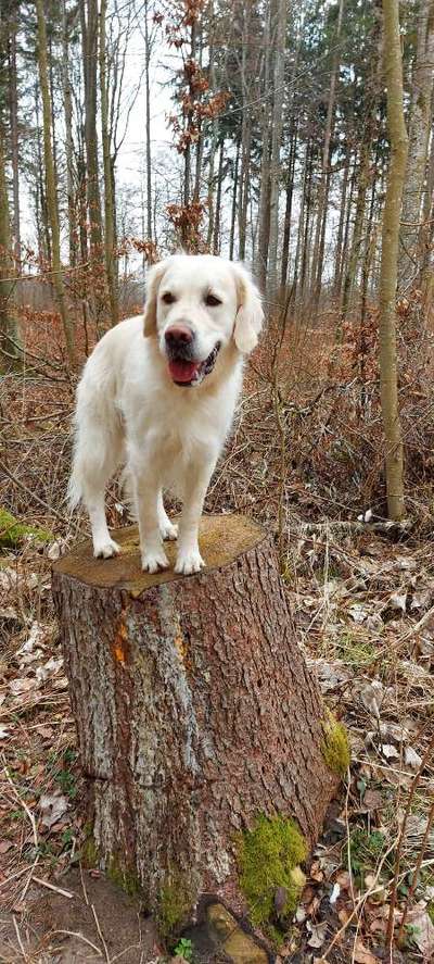Challenge 23 : "  Euer Hund beim Frühlingserwachen "-Beitrag-Bild