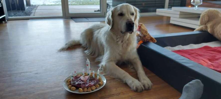 Wo sind die Golden Retriever Liebhaber?-Beitrag-Bild