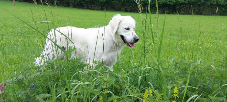 Wo sind die Golden Retriever Liebhaber?-Beitrag-Bild