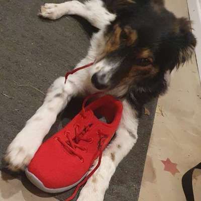 Hundetreffen-Wer will mit mir spielen?-Bild