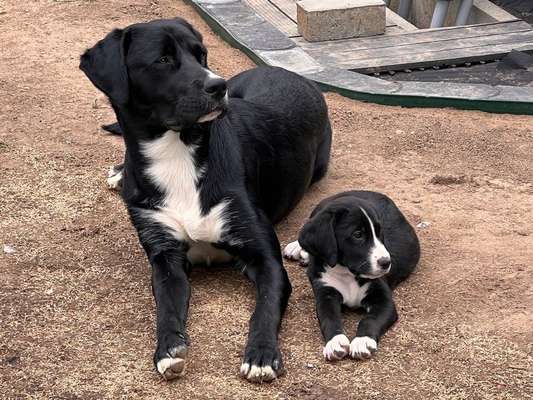 Hunde zusammen Führung-Beitrag-Bild