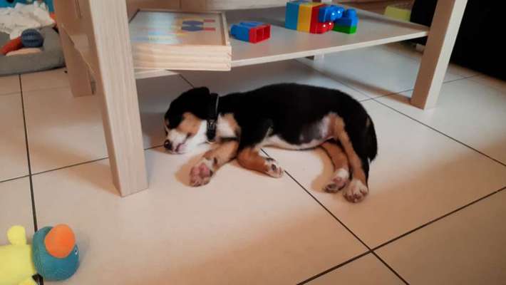 Weitere Große Schweizer Sennenhunde (oder andere große Rassen) hier?-Beitrag-Bild