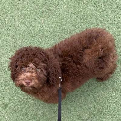 Hundetreffen-Freunde für Louie gesucht!-Bild