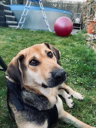 Mischlingshunde Foto Aufruf-Beitrag-Bild