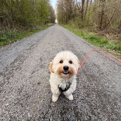 Hundetreffen-Spazieren & Training-Bild