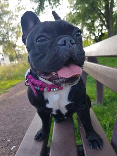 Französische Bulldoggen-Beitrag-Bild