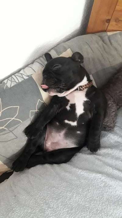 Welpen Bilder !-Beitrag-Bild