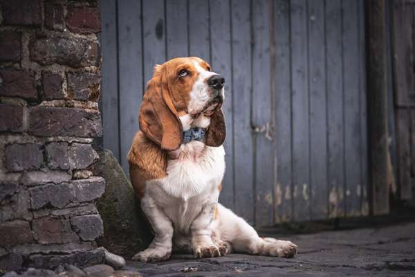 Basset Hound-Beitrag-Bild