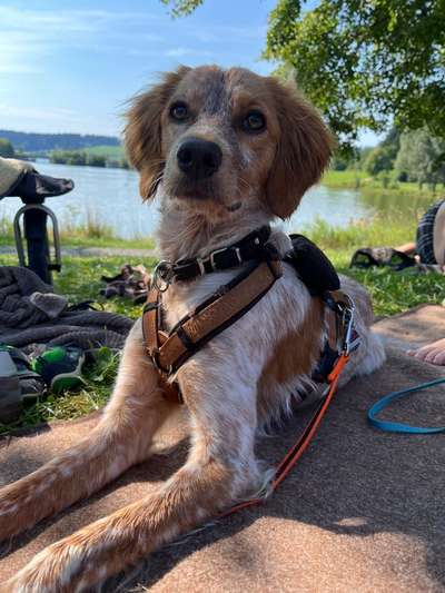 Epagneul Breton-Beitrag-Bild