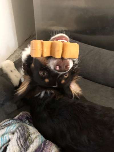 Dogorama Photo Challenge - Hundeblick zum hinschmelzen-Beitrag-Bild