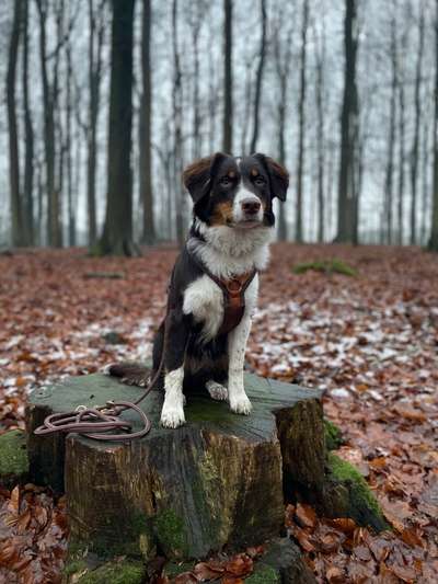 Zeigt her eure Junghunde :)-Beitrag-Bild